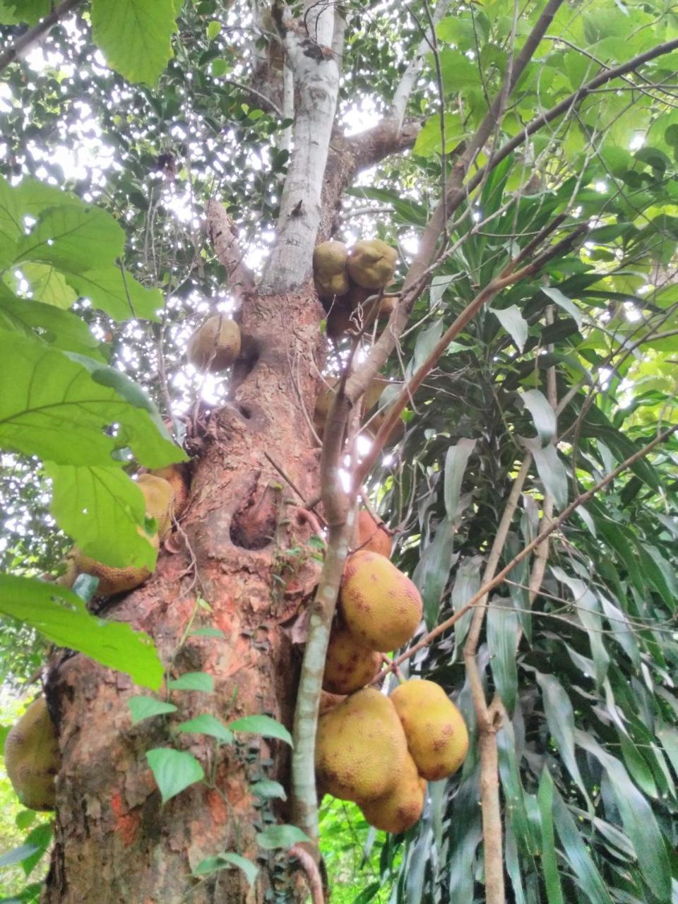 Cordel Farms Mangalore Exterior foto